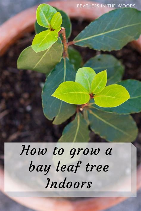 Bay Leaf Tree Images At Chantay Mccormick Blog