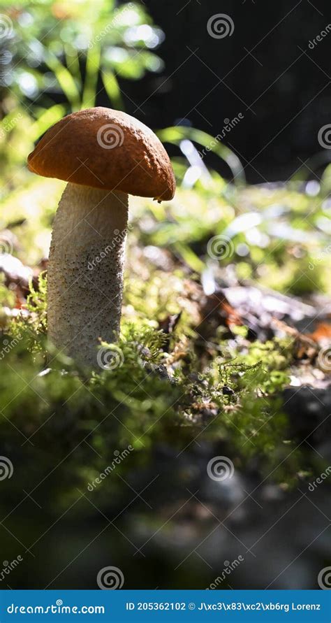 Redcap Mushroom Stock Photo | CartoonDealer.com #33017742