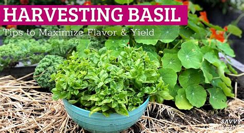 Harvesting Basil: Tips to Maximize Flavor and Yield