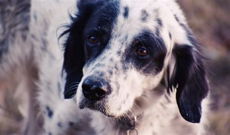 Ohrenentz Ndung Beim Hund Ursachen Symptome Und Behandlung