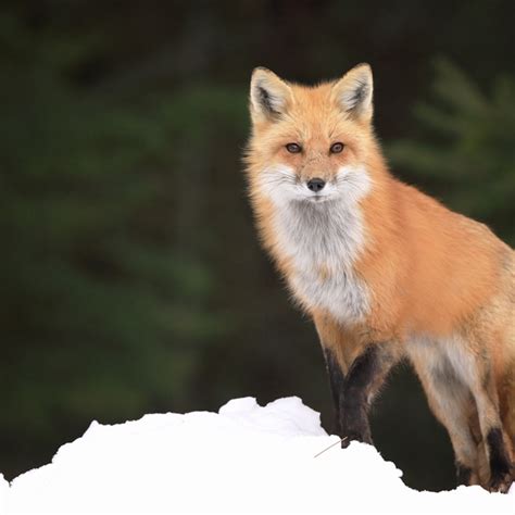 Red Fox Animal