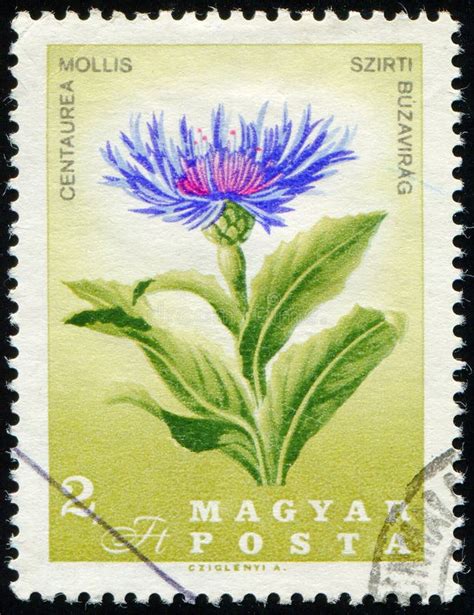 Hungary Circa Stamp Flowering Plant Mountain Cornflower