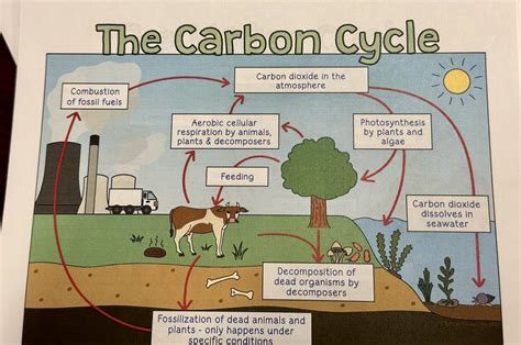 Doodle Notes: The Carbon Cycle Diagram | Quizlet
