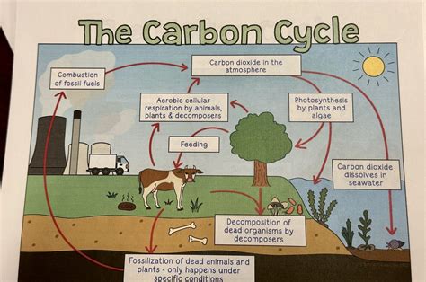 Doodle Notes The Carbon Cycle Diagram Quizlet