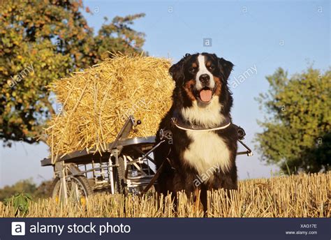 Bernese Mountain Dog Pulling Cart High Resolution Stock Photography And