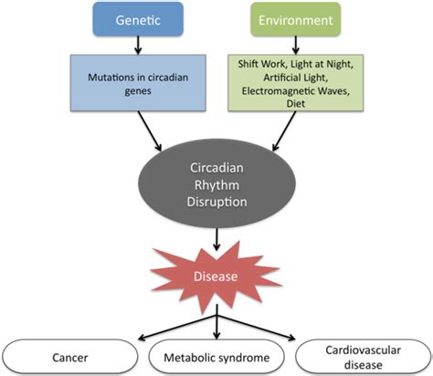 Figure 1 From Disruption Of Circadian Rhythm Increases The Risk Of Cancer Metabolic Syndrome