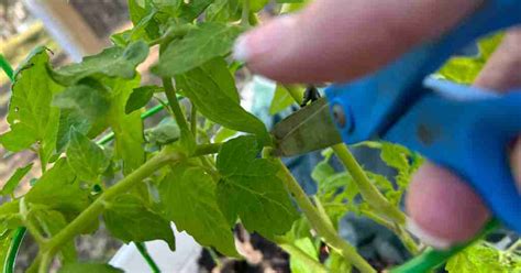 How To Propagate Tomato Plants From Cuttings