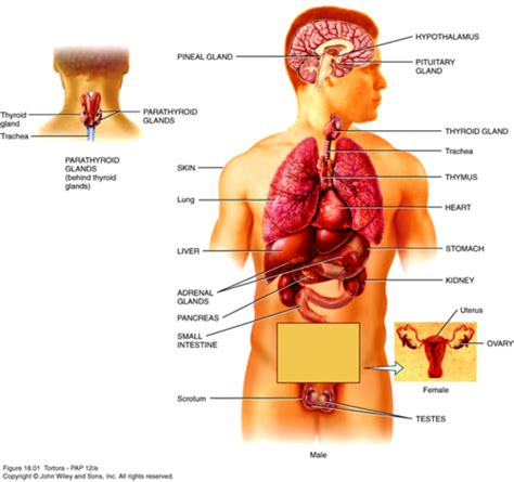 Endocrine System Flashcards Quizlet