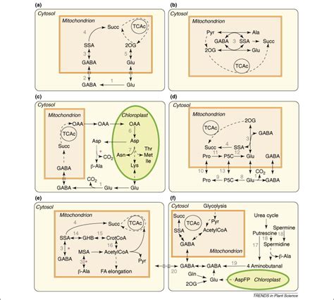 Highway Or Byway The Metabolic Role Of The Gaba Shunt In Plants