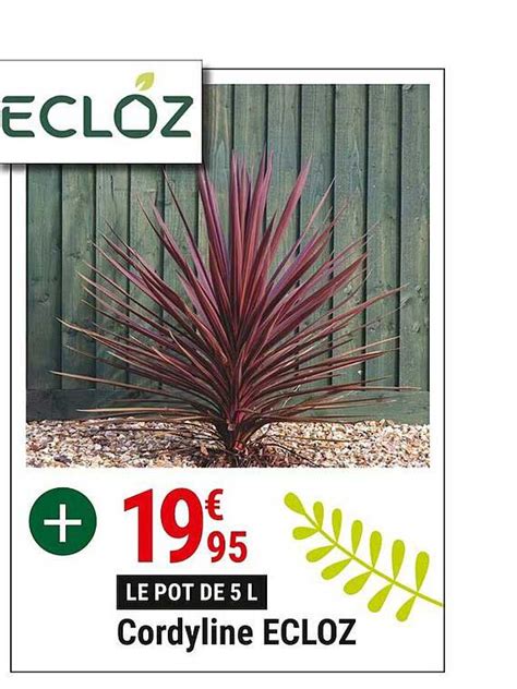 Promo Cordyline Ecloz Chez Gamm Vert ICatalogue Fr