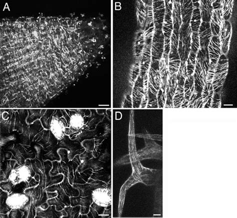 Ntmap A N Terminal Gfp Fusion Protein Binds To Microtubules In The