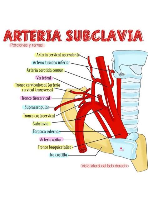 Arteria Subclavia Enfermero Isaias Rivas Enfermeroisaiasrivas Udocz