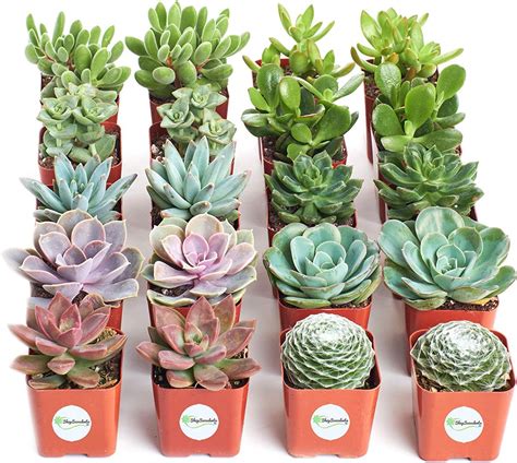 Shop Succulents Assorted Collection Of Live Succulent