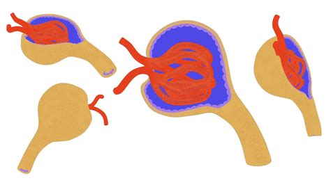 Glomerulus Anatomy Flippednormals