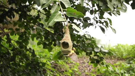 Baya Weavers Building Their Nests Nature Birds Youtube