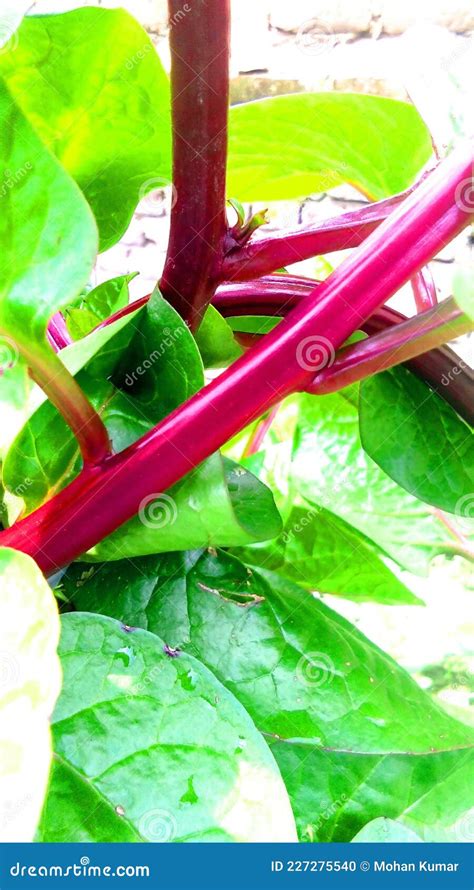 Malabar Spinach Basella Alba Poi Plant Stock Stock Photo - Image of ...