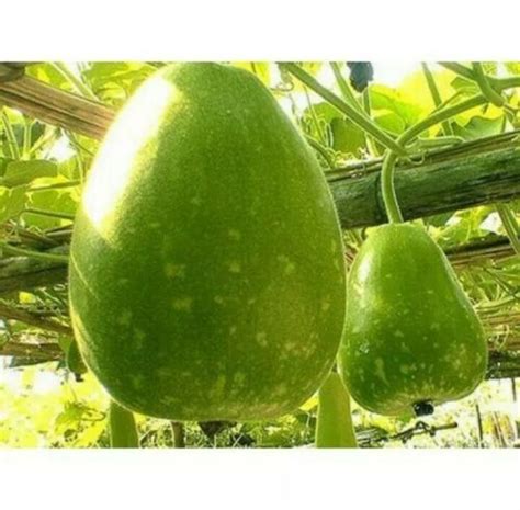 🌼 Bangladeshi Vegetable F1 Hybrid Lau Khodu Kodu Bottle Gourd Seeds 1 Quality Ebay