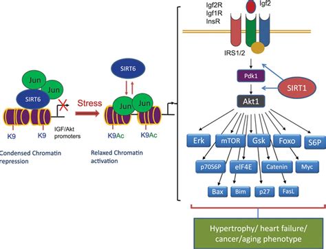 Regulation Of Akt Signaling By Sirtuins Circulation Research