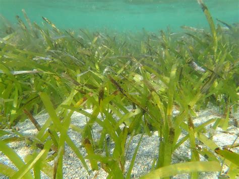 Thalassia Testudinum Taxonomy