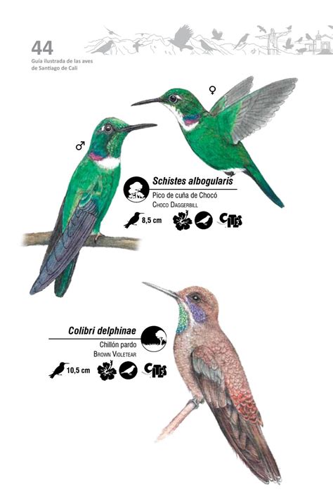 Gu A Ilustrada De Las Aves De Santiago De Cali By Naturaleza Creativa