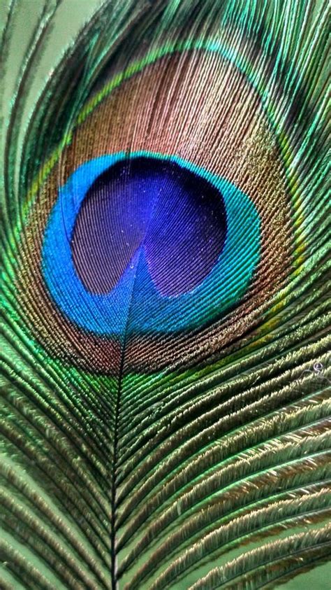 Vibrant Peacock Feather Stock Image Image Of Feather 31668861