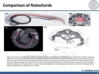 Development of Notochord in Animals | PPT