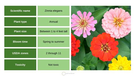 How To Plant And Grow Zinnia Flowers