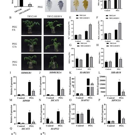 Silencing Of Slerf In Tomato Reduces Drought Stress Tolerance A The