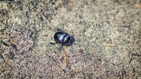 Blue Metallic Earth Boring Dung Beetle Stock Photo Image Of Insect