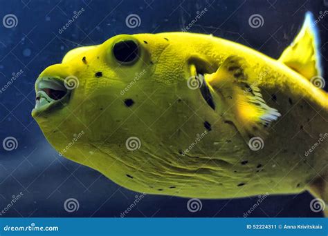 Golden Pufferfish Stock Image Image Of Lactoria Nature 52224311