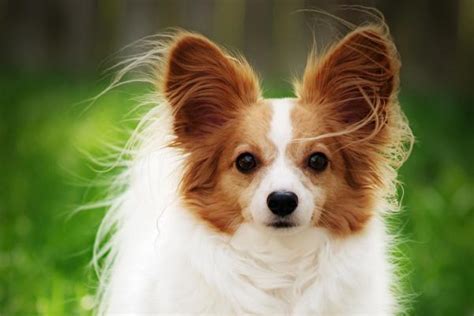 Razas De Perros Que Parecen Zorros Con Fotos Te Sorprender N