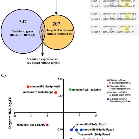 Sex Biased Genes Targeted By Sex Biased Mirnas A Mirna Target Download Scientific Diagram