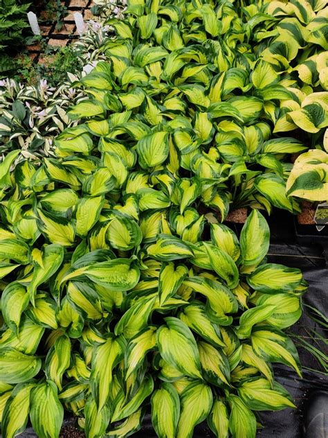 Hosta Etched Glass Well Rooted 5 25 Pot Perennial Proven Winners