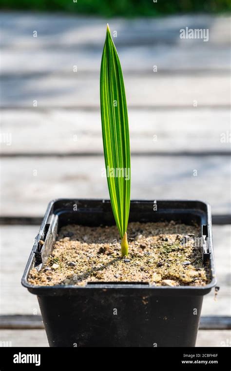 Date Palm Seedling Stock Photo Alamy