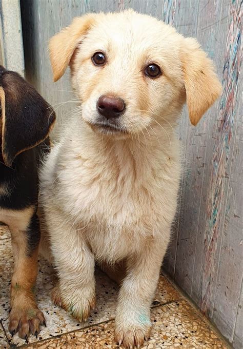 Cucciolo Meticcio Femmina Di Taglia Media In Adozione Adottabile In