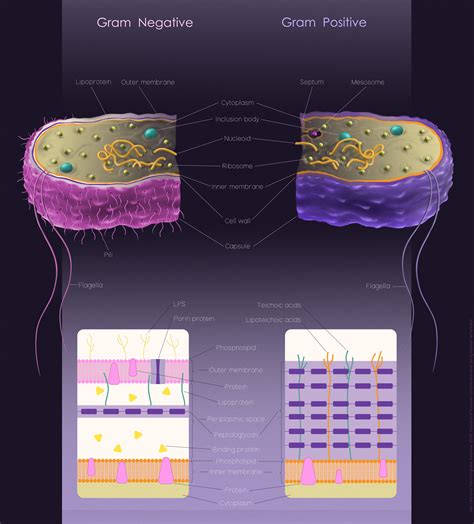Gram Negative Cell Wall Vs Gram Positive - RYZE Superfoods