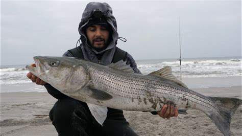 Surf Fishing For HUGE Striped Bass NJ Fall Fishing 2021 YouTube