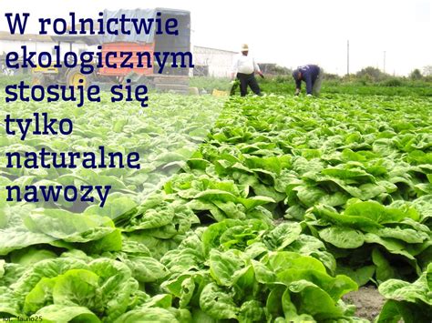 Jak Powstaje Ywno Ekologiczna Ekoj Pl