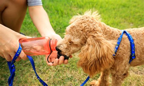 Top Tips To Keep Your Dog Hydrated During Summer Pet Set Go