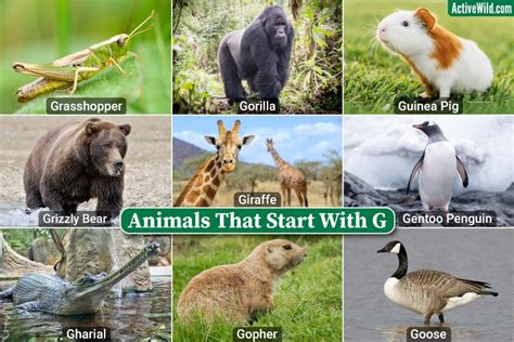 Zoo Animals List Of 24 Common Names Of Zoo Animals In 50 Off