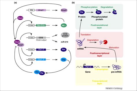 Post Transcriptional Controls Adding A New Layer Of Regulation To