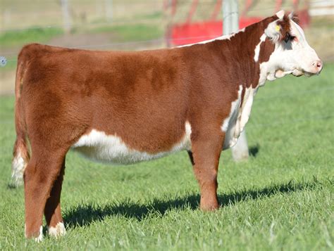 Voegele Show Cattle Online Sale On Sco The Pulse