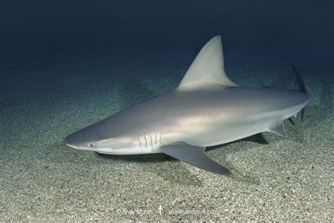 Sandbar Shark - Carcharhinus plumbeus