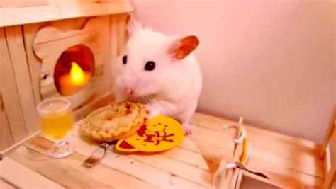 Cute Little Hamster Play Your Skills To The Fullest Watch Hd Video Online Wetv