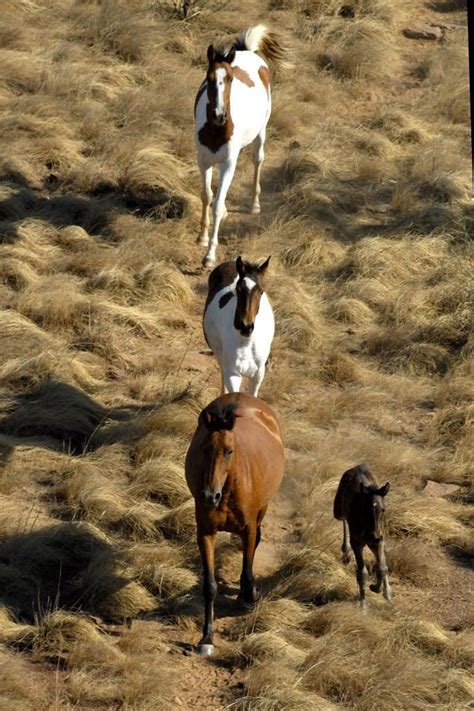 28 best images about Brumby horse on Pinterest | In pictures, Ponies ...