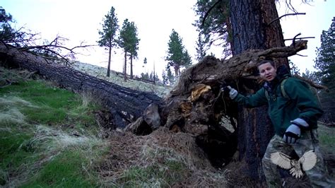 Using A Fallen Tree As A Quick Shelter Youtube