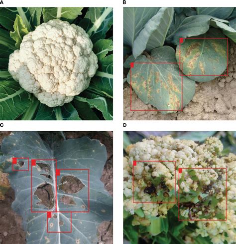 Frontiers Cauli Det Enhancing Cauliflower Disease Detection With