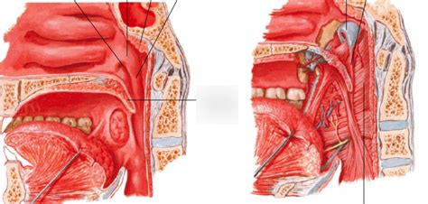 10.3 Nasopharynx Diagram | Quizlet