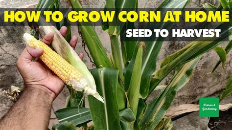 How To Grow Corn At Home How To Grow Sweet Corn In Containers