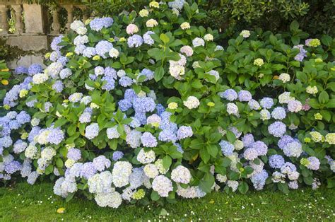 8 Best Flowering Bushes To Boost Curb Appeal